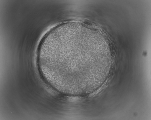 X0000116580342201001211309