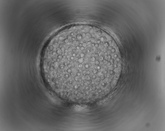 X0000116580346201001211309