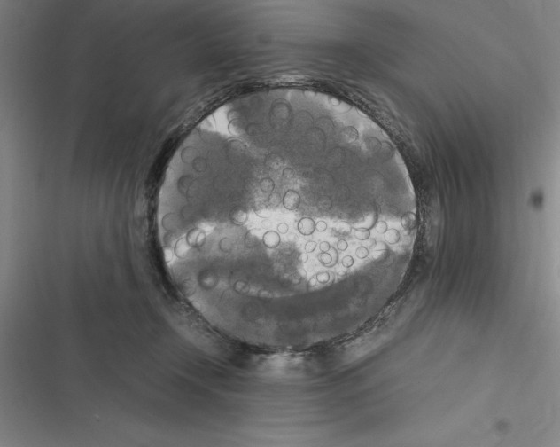 X0000116580366201001211309