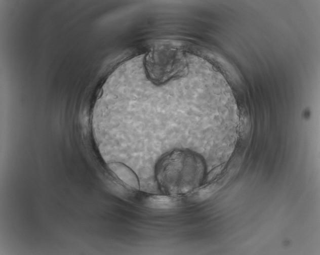 X0000116580381201001211310