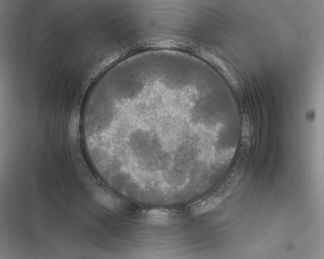 X0000116580394201001211309