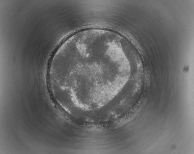 X0000116580434201001211308