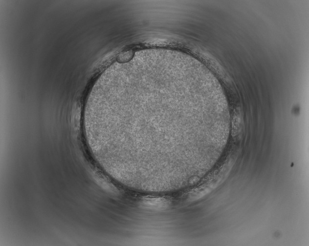 X0000116580454201001211308