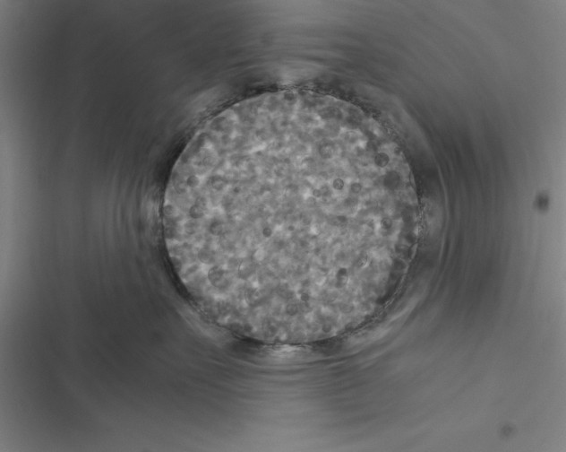 X0000116580527201001211307