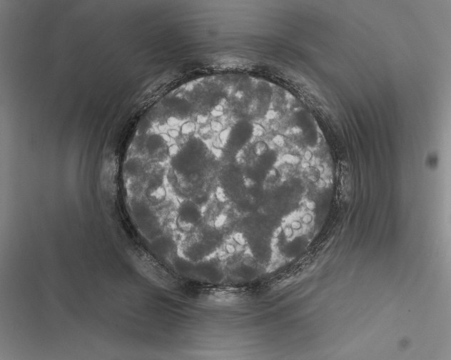X0000116580550201001211307