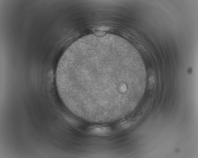 X0000116580555201001211307