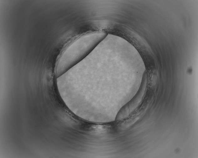 X0000116580558201001211307