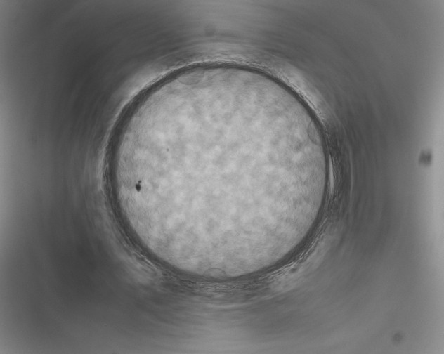 X0000116580579201001211306