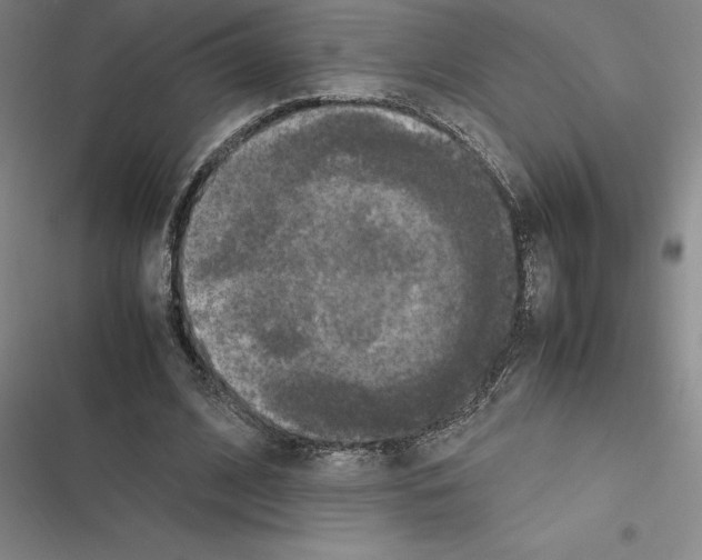 X0000116580584201001211306