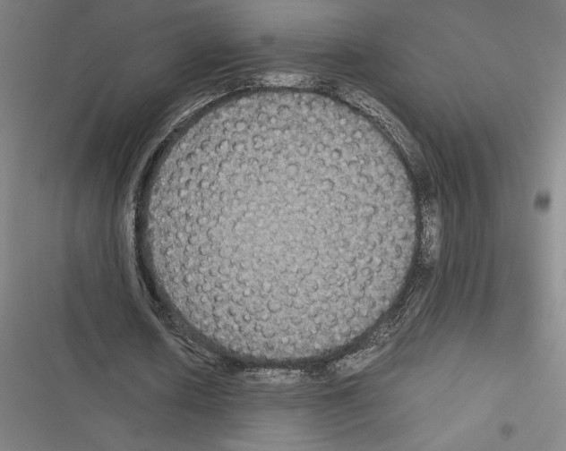 X0000116580626201001211305