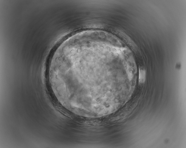X0000116580627201001211305