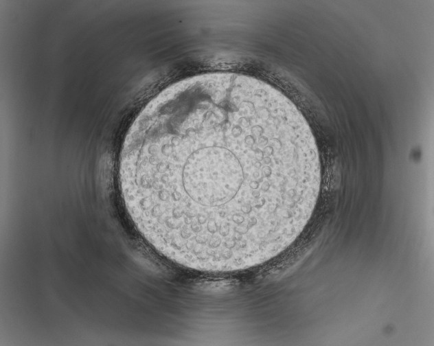 X0000116580646201001211305