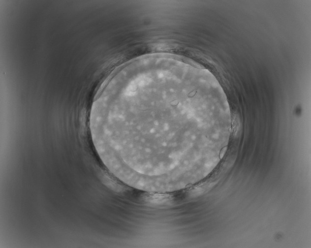X0000116580670201001211306