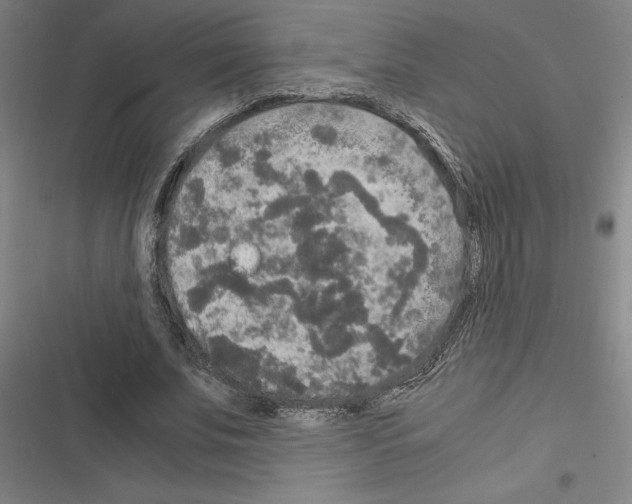 X0000116580679201001211305