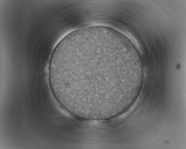 X0000116580814201001211303
