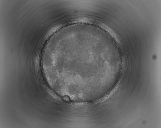 X0000116580826201001211303