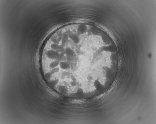 X0000116580835201001211303