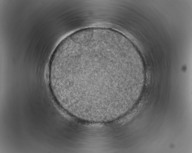 X0000116580838201001211303