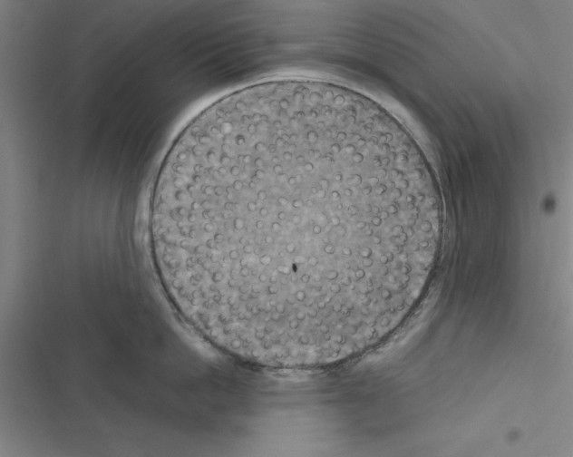X0000116580862201001211303