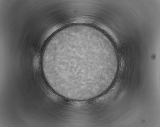 X0000116580874201001211302