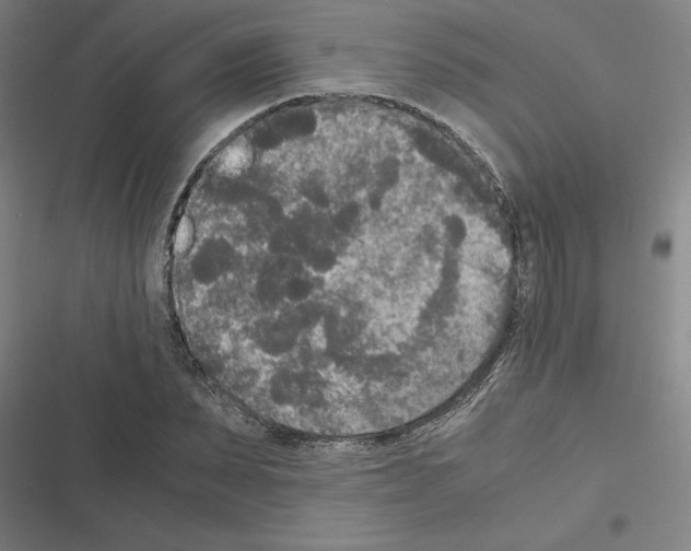 X0000116580879201001211302