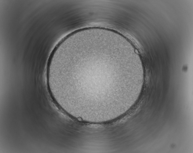 X0000116580888201001211302