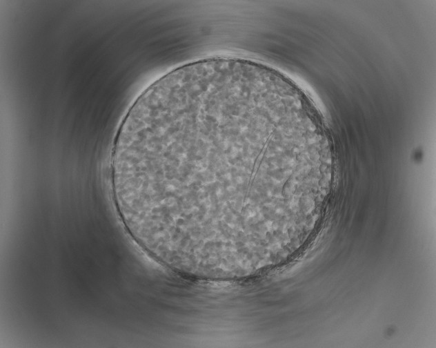 X0000116580903201001211302