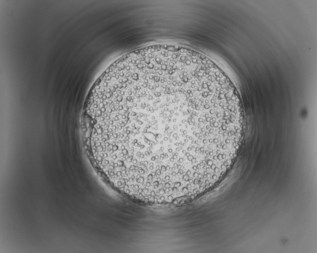 X0000116580906201001211302