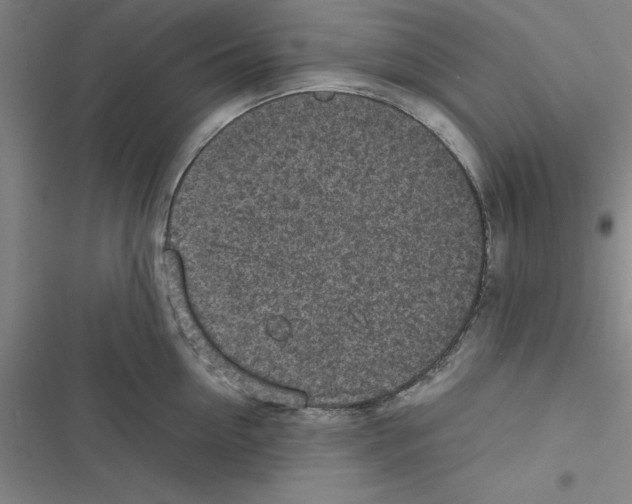 X0000116580954201001211302