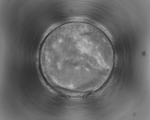 X0000116580994201001211301