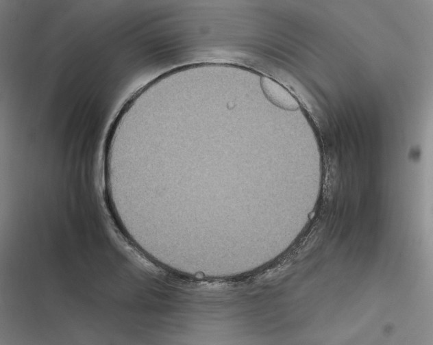 X0000116581080201001211259