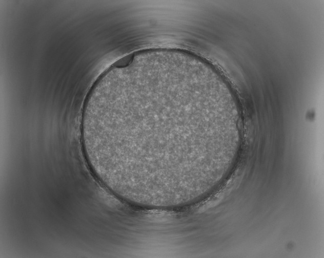 X0000116581081201001211259