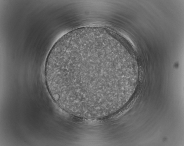X0000116581087201001211259