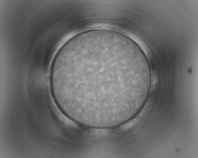 X0000116581090201001211259