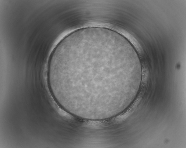 X0000116581094201001211259