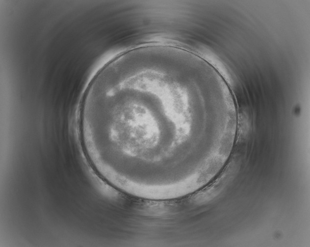 X0000116581098201001211259