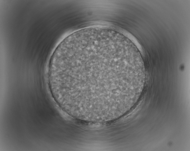 X0000116581099201001211259