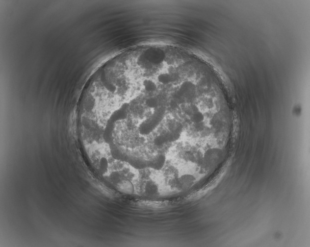 X0000116581121201001211259