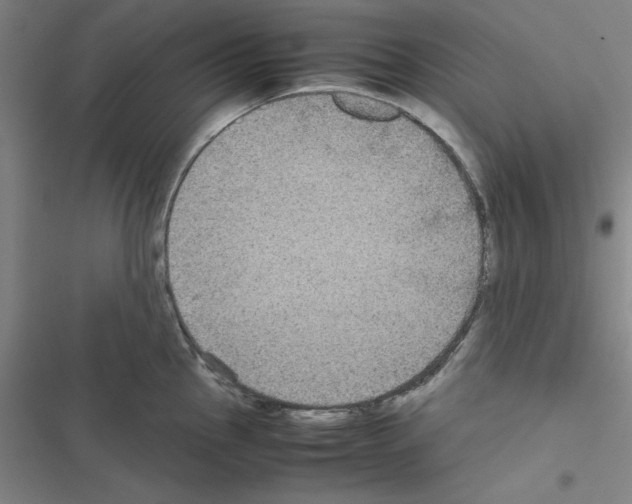 X0000116581145201001211259