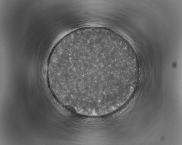 X0000116581179201001211258