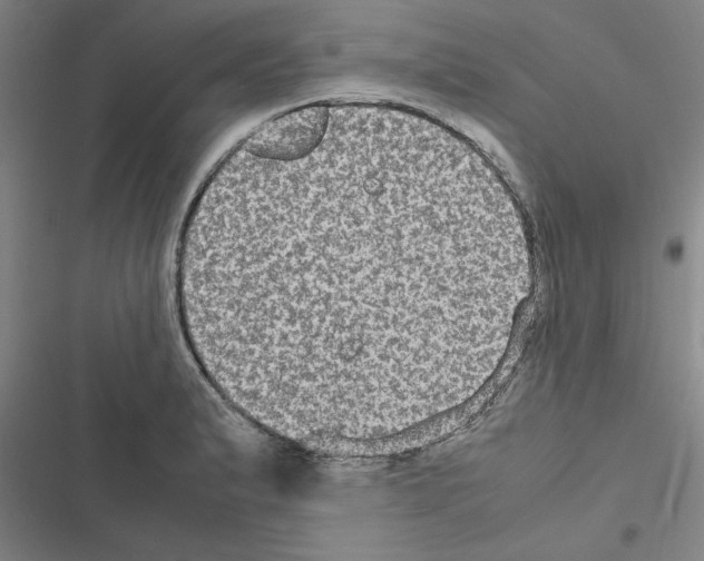 X0000116581183201001211258