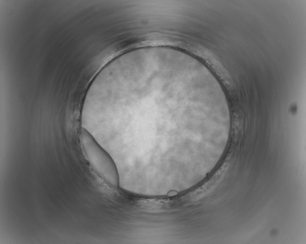 X0000116581185201001211258