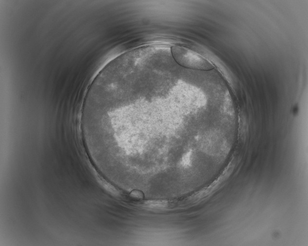 X0000116581194201001211258