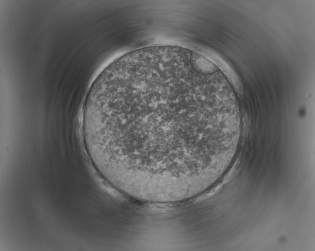 X0000116581198201001211258