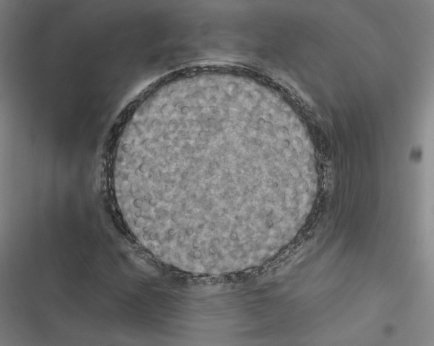 X0000116581208201001211257
