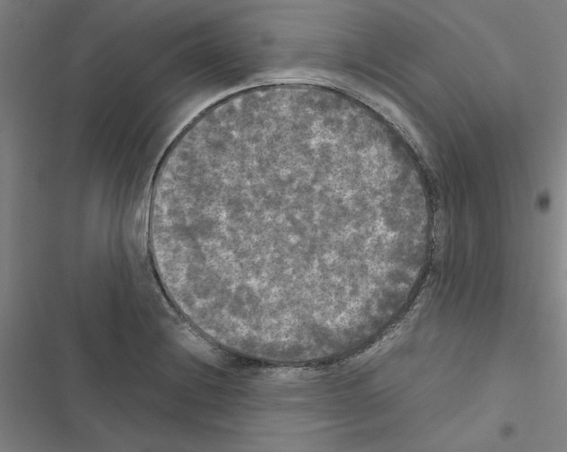 X0000116581228201001211258