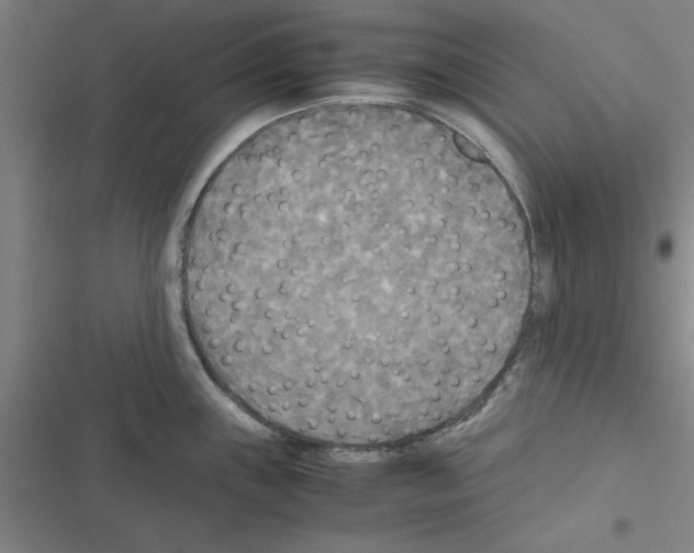 X0000116581243201001211258