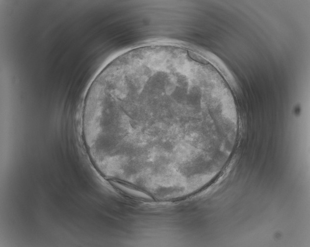 X0000116581244201001211258