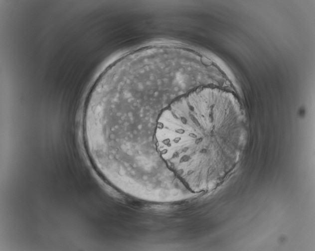 X0000116581245201001211258
