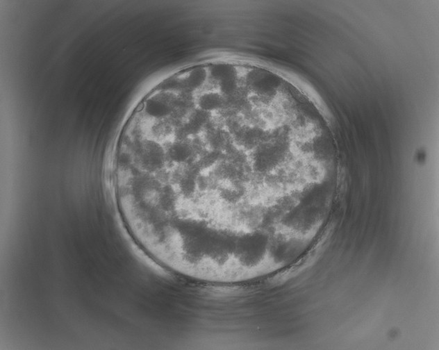 X0000116581247201001211258